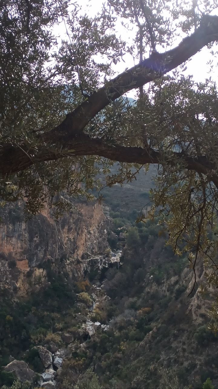 The rock mountain, seen from across the valley, framed by olive branches, with the barranco running down the middle.