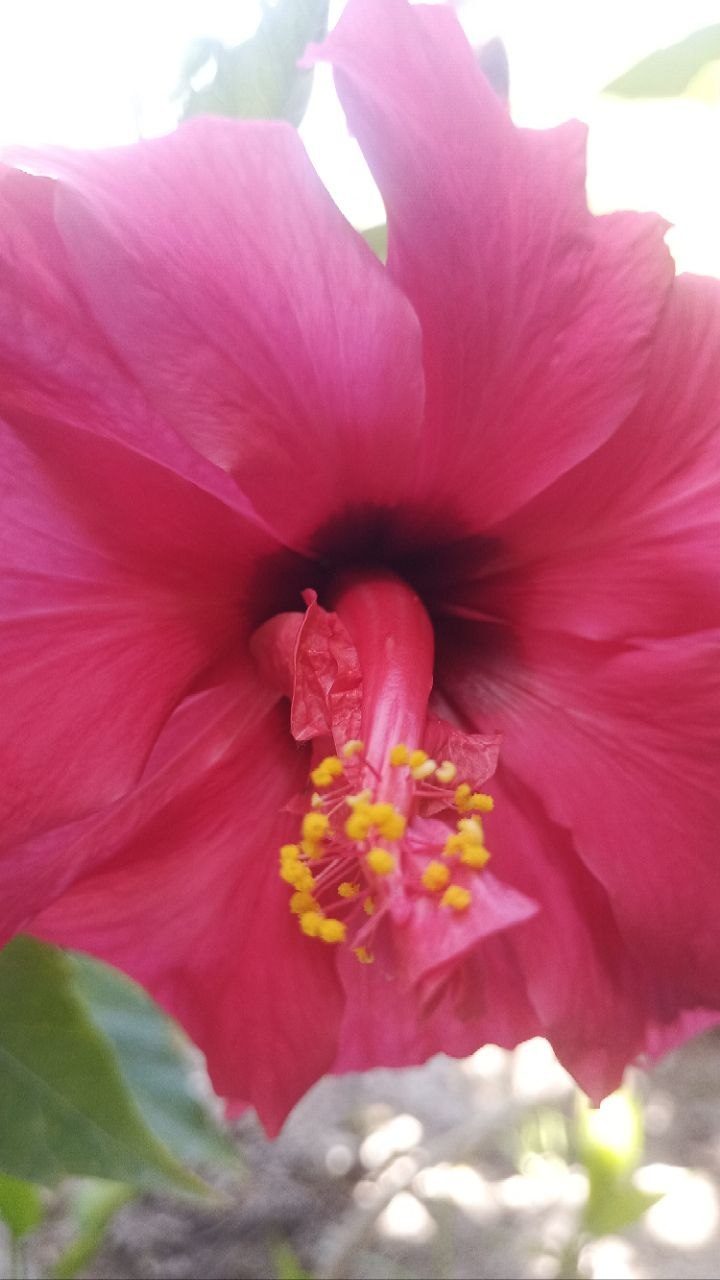 Nido de Amor