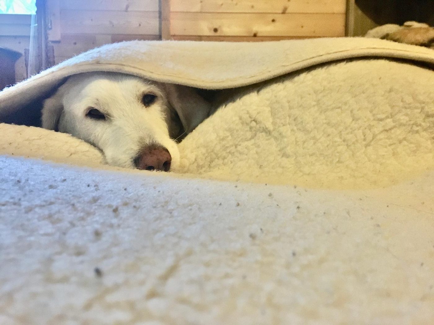 Onze geredde hond, thuis in de cabina